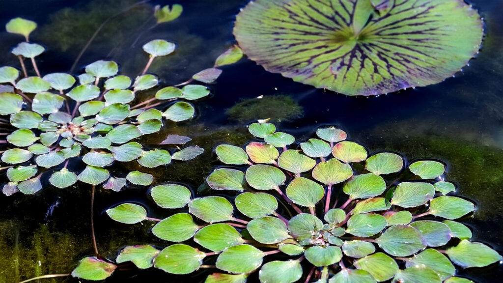 Ludwigia Sedioides