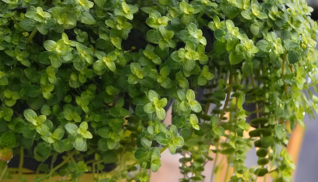 Lysimachia Nummularia