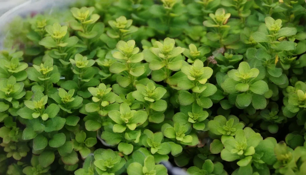 Lysimachia Nummularia