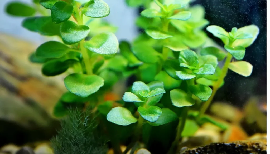 Lysimachia Nummularia