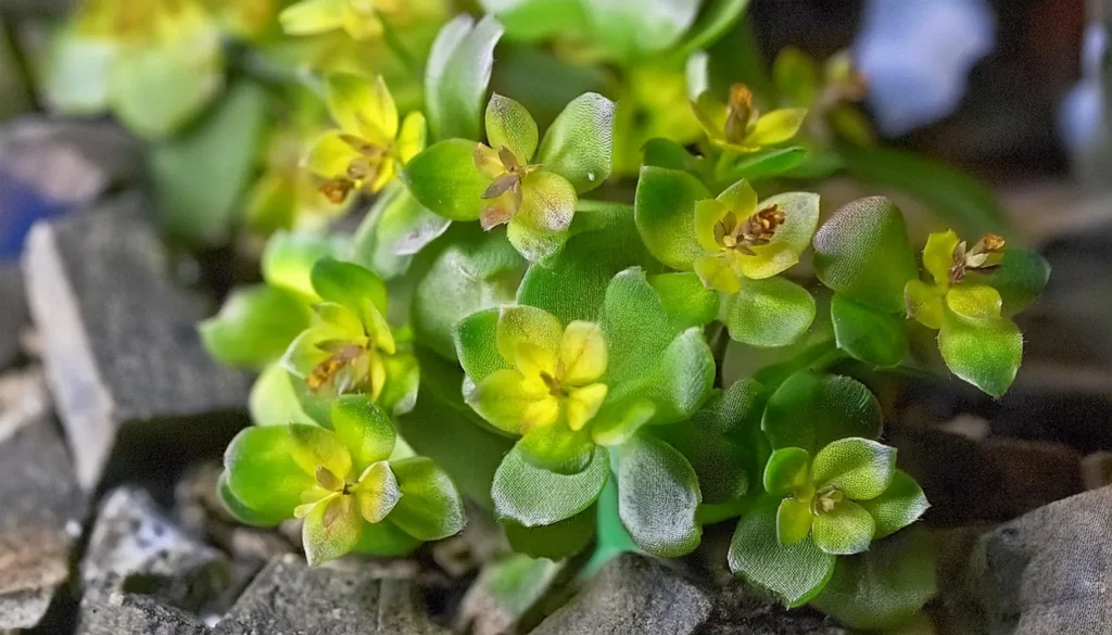 creeping jenny