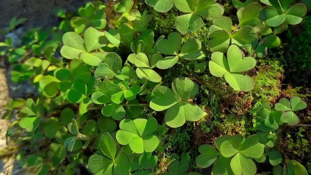 Marsilea Crenata