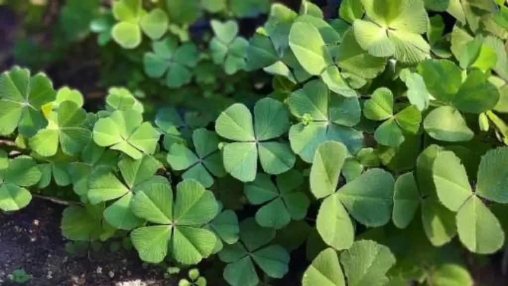 Marsilea Crenata