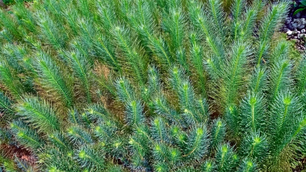 Myriophyllum Aquaticum