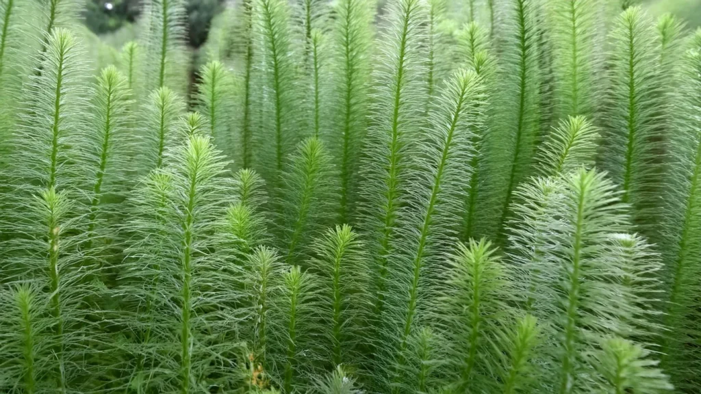 Myriophyllum Aquaticum