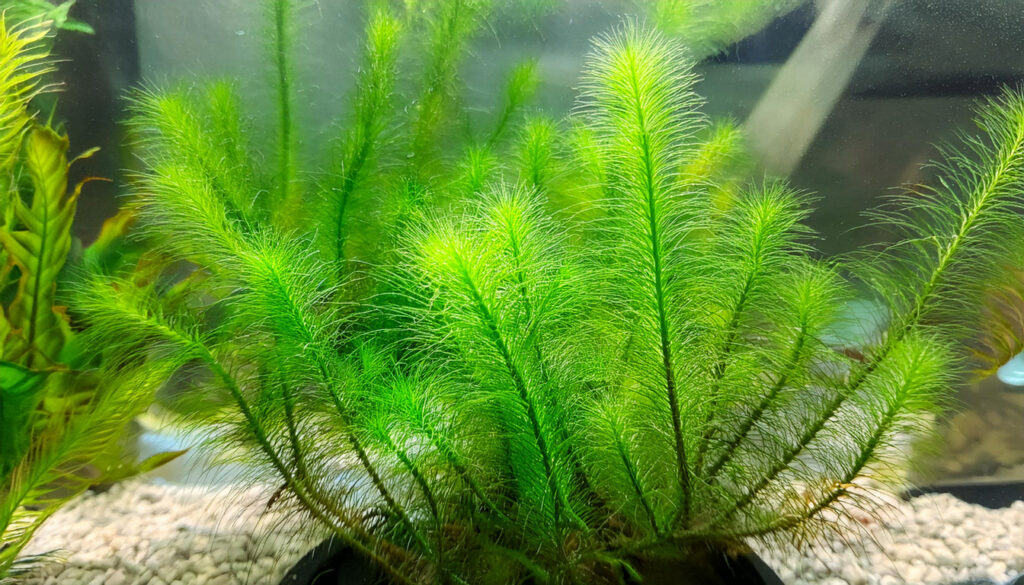  Myriophyllum Guyana