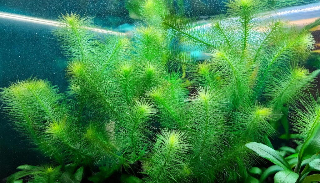  Myriophyllum Guyana