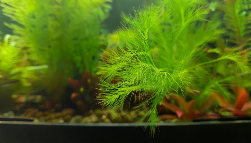  Myriophyllum Guyana