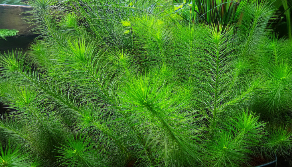  Myriophyllum Guyana