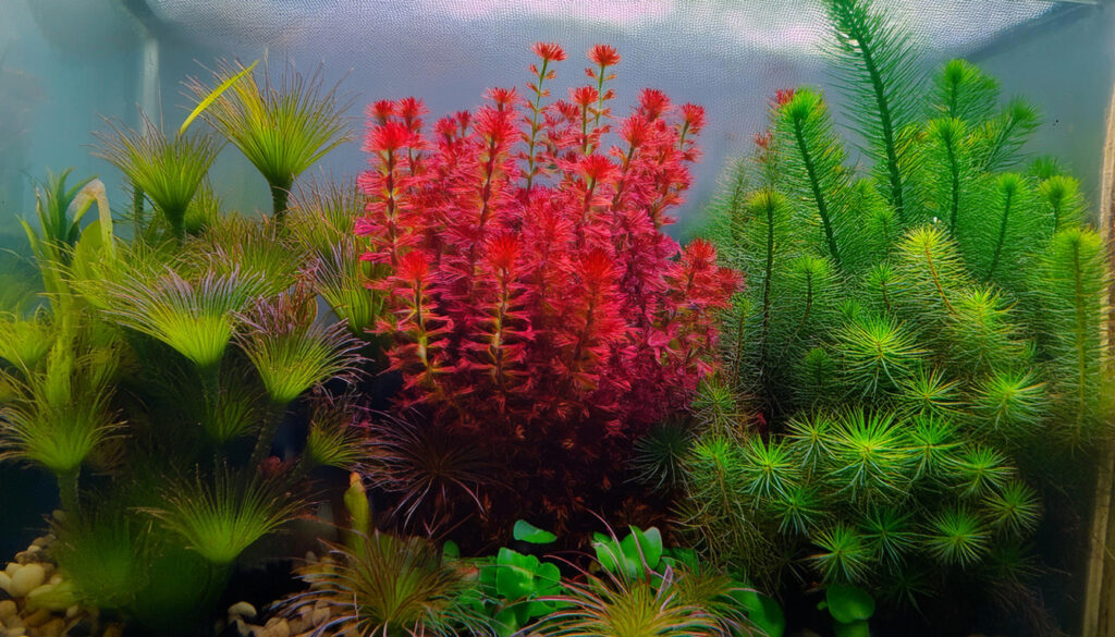  Myriophyllum Guyana