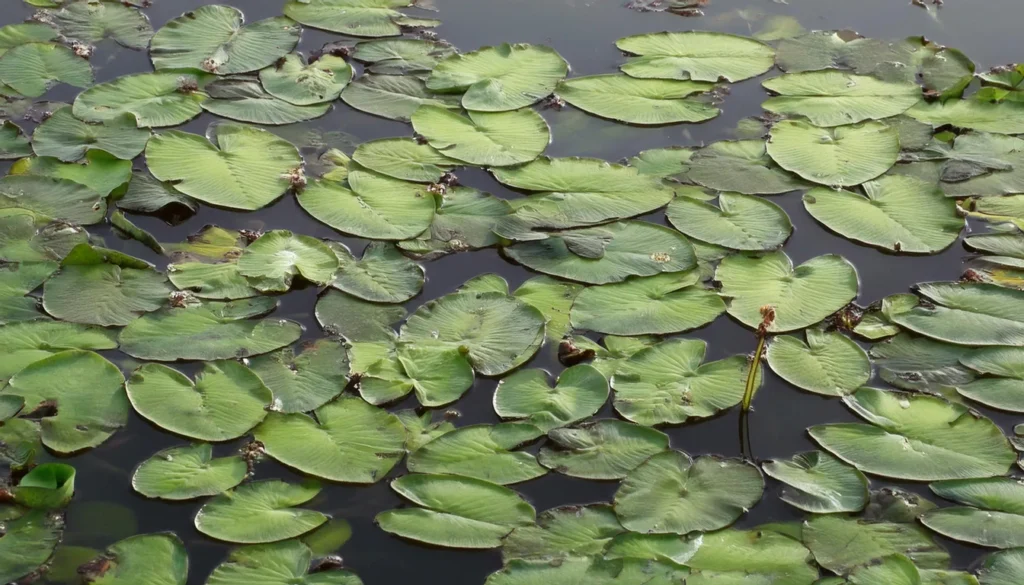 Nymphoides Aquatica