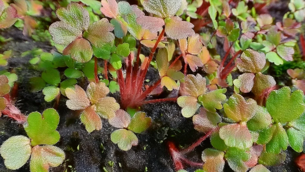 Phyllanthus Fluitans