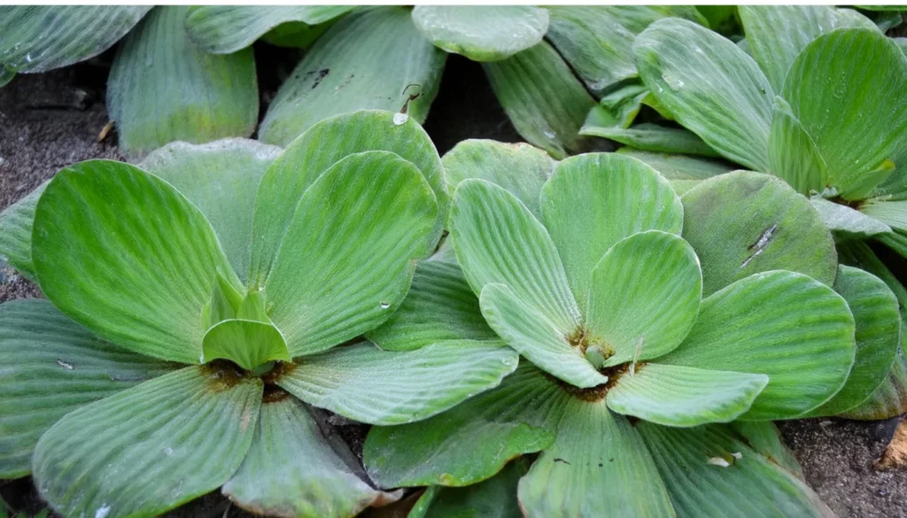 Pistia Stratiotes