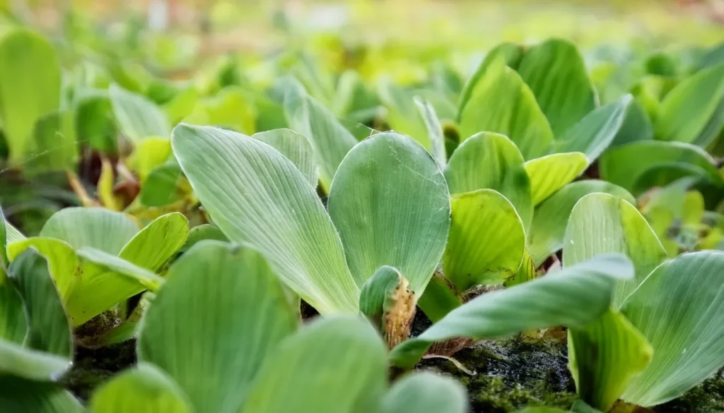 Pistia Stratiotes