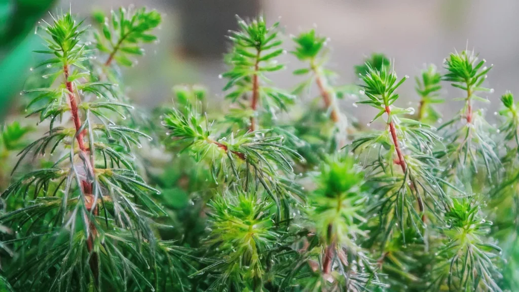 Rotala Bossii