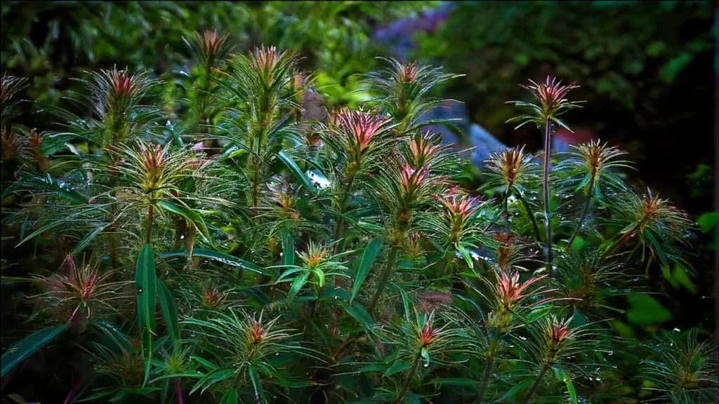 Rotala Bossii