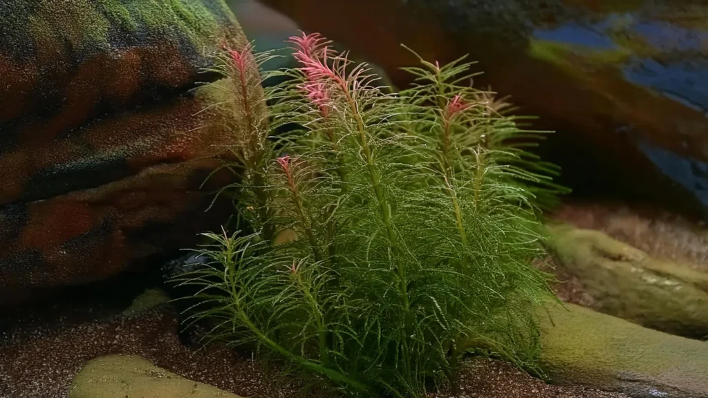 Rotala Bossii