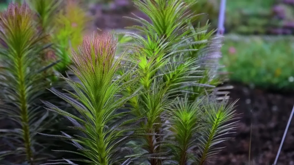 Rotala Bossii