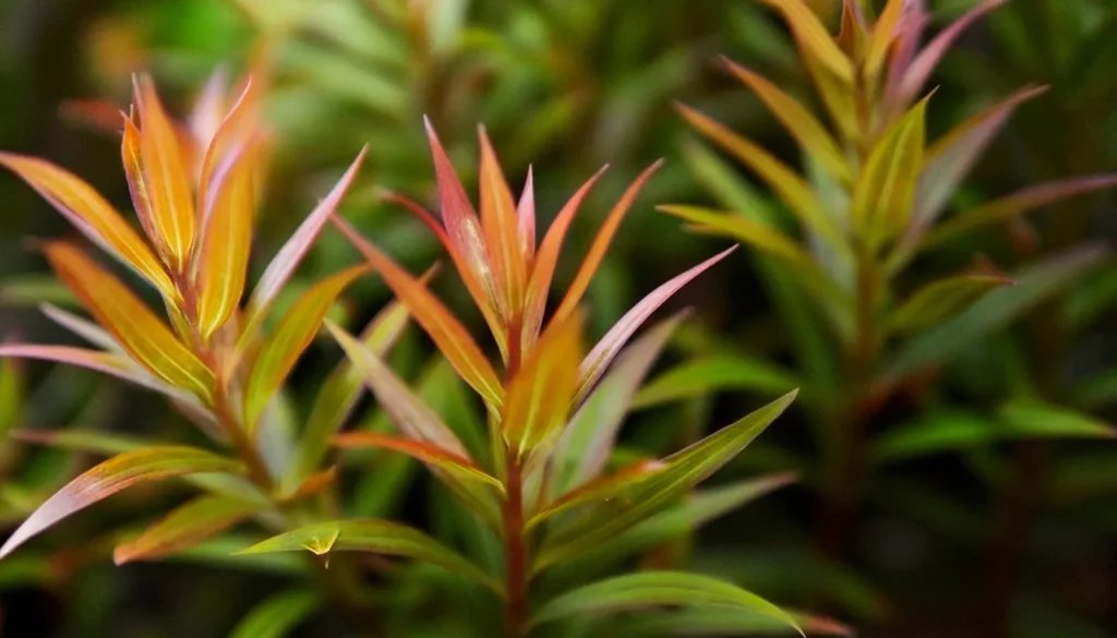 Rotala Manipurensis