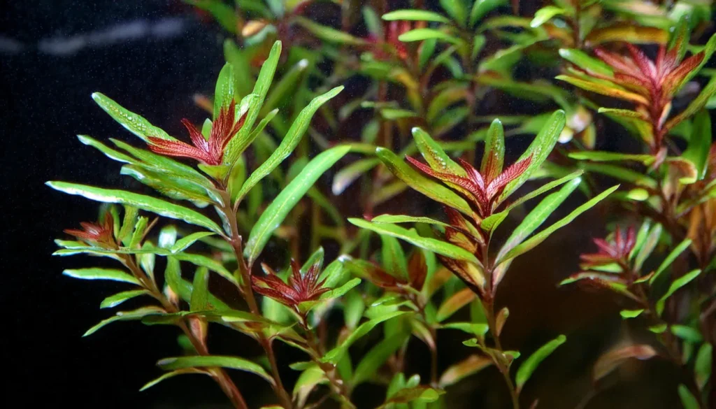 Rotala Manipurensis