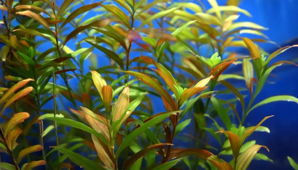 Rotala Manipurensis