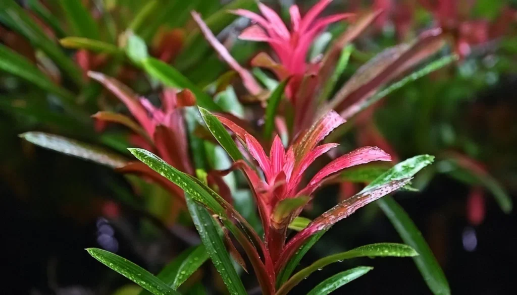 Rotala Manipurensis