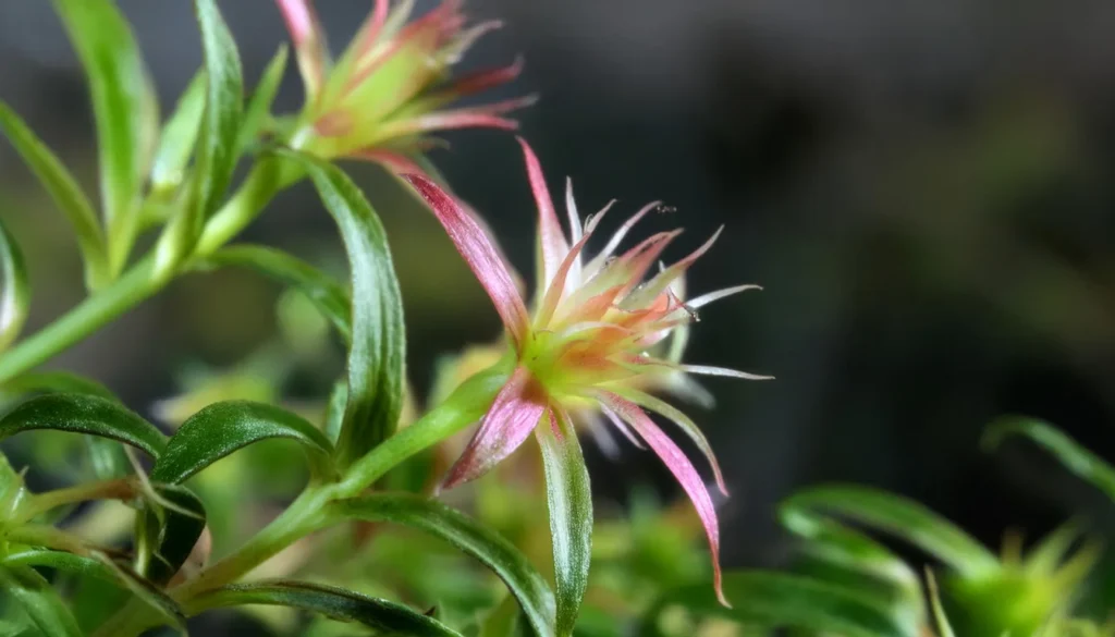  Rotala Mexicana