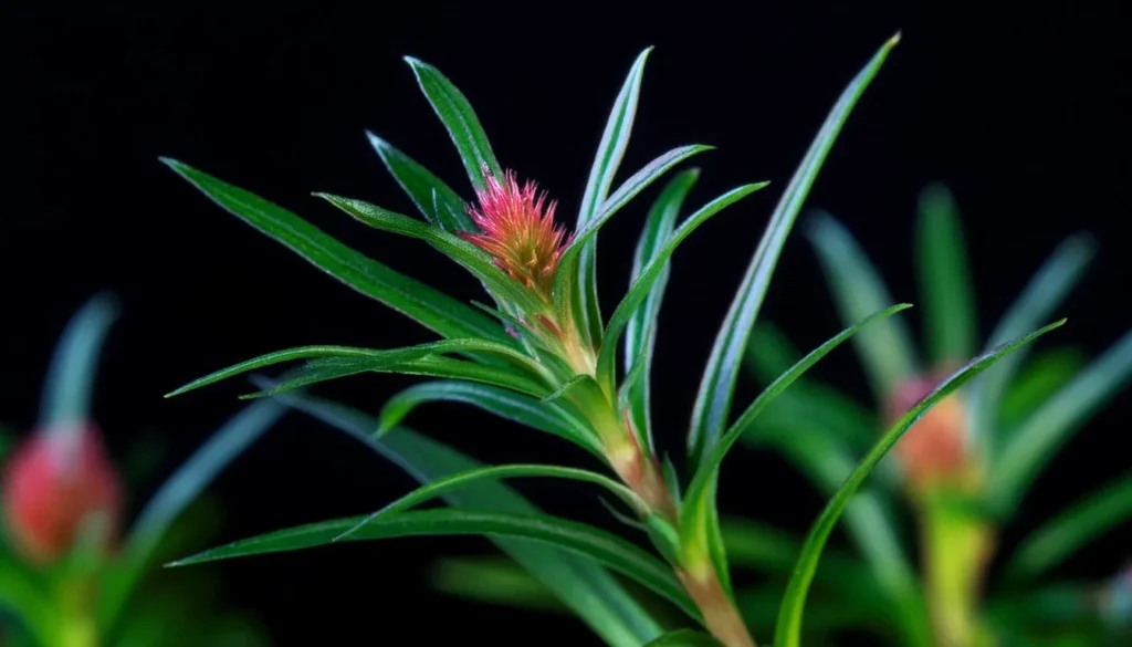  Rotala Mexicana