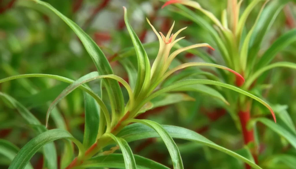  Rotala Mexicana