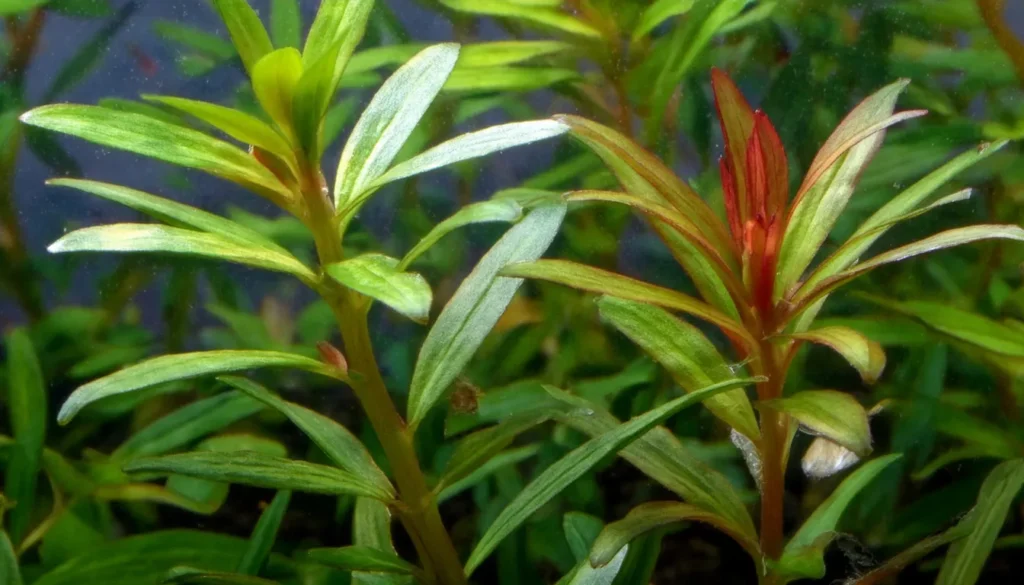  Rotala Mexicana