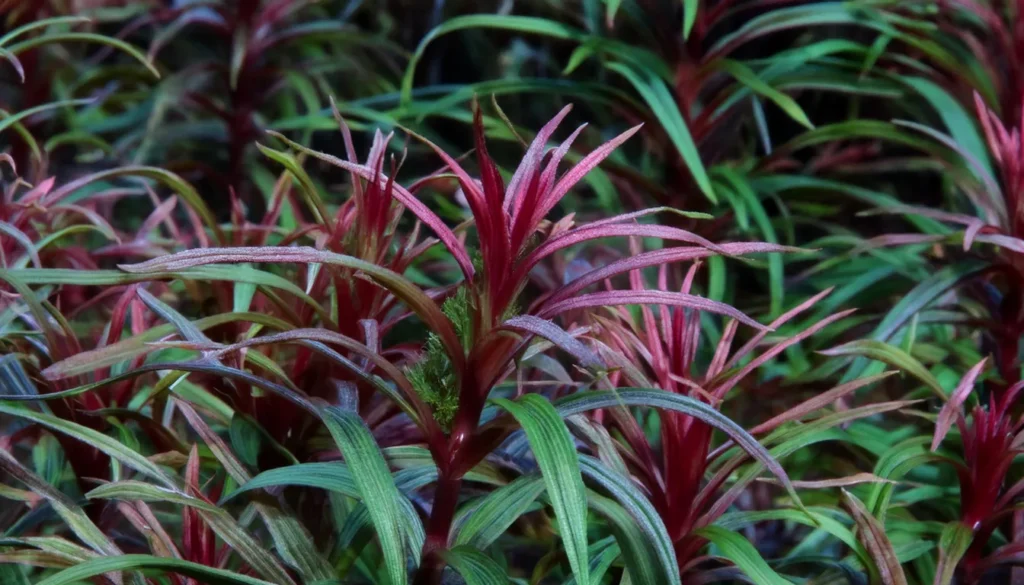  Rotala Mexicana