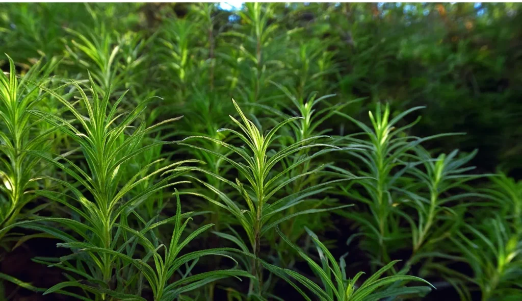 Rotala Nanjenshan