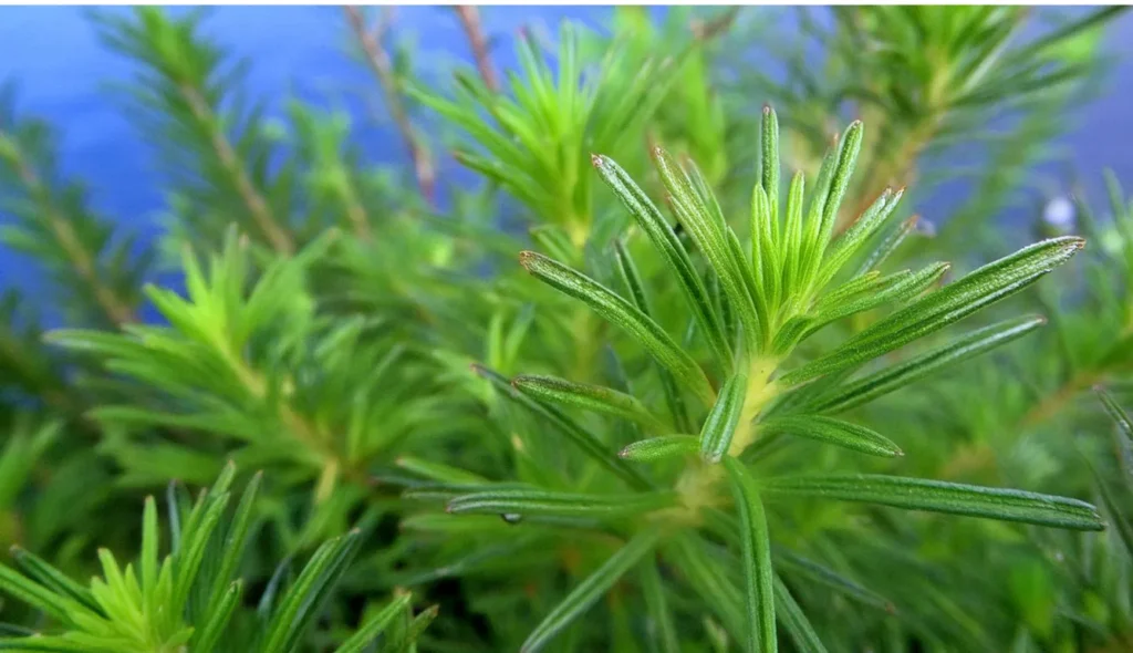 Rotala Nanjenshan