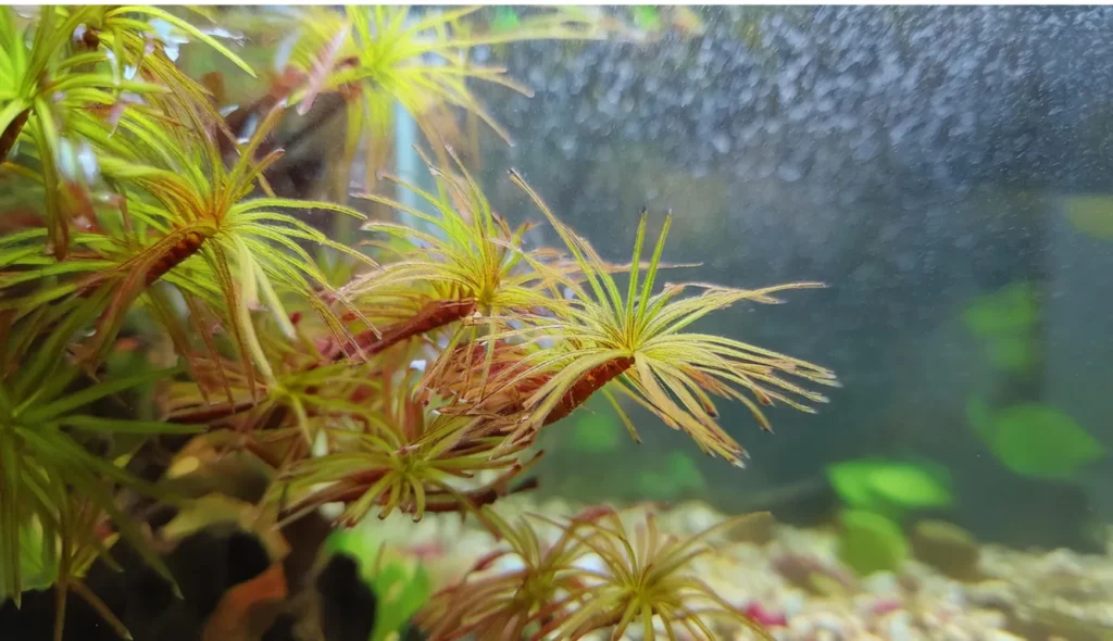 Rotala Nanjenshan