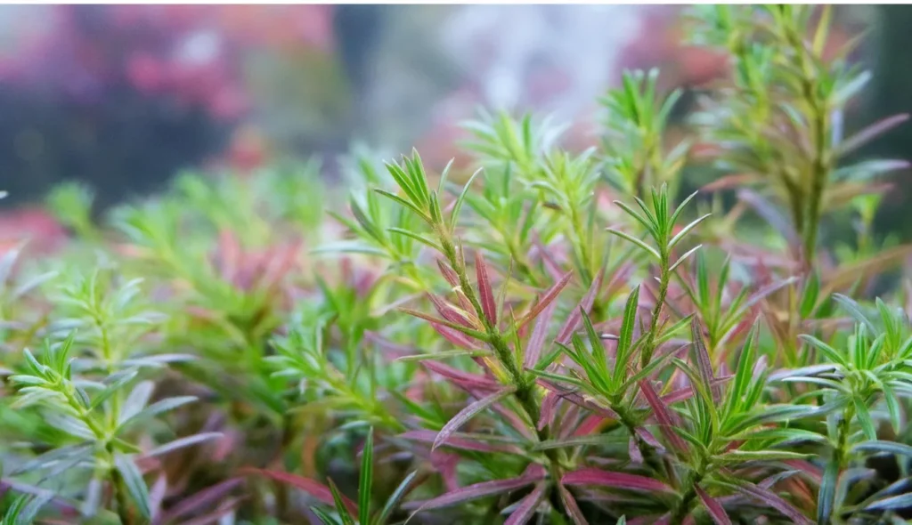 Rotala Nanjenshan