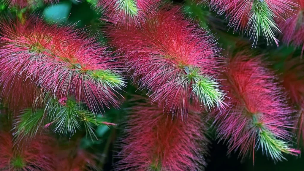  Rotala Wallichii