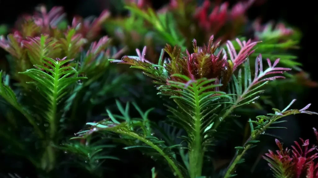 Rotala Indica