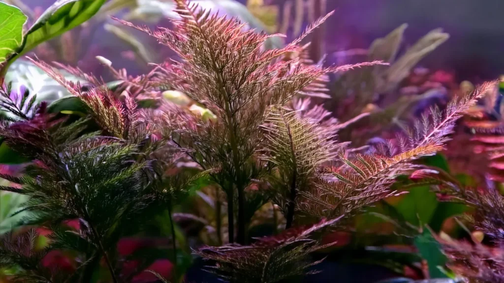 Rotala Indica