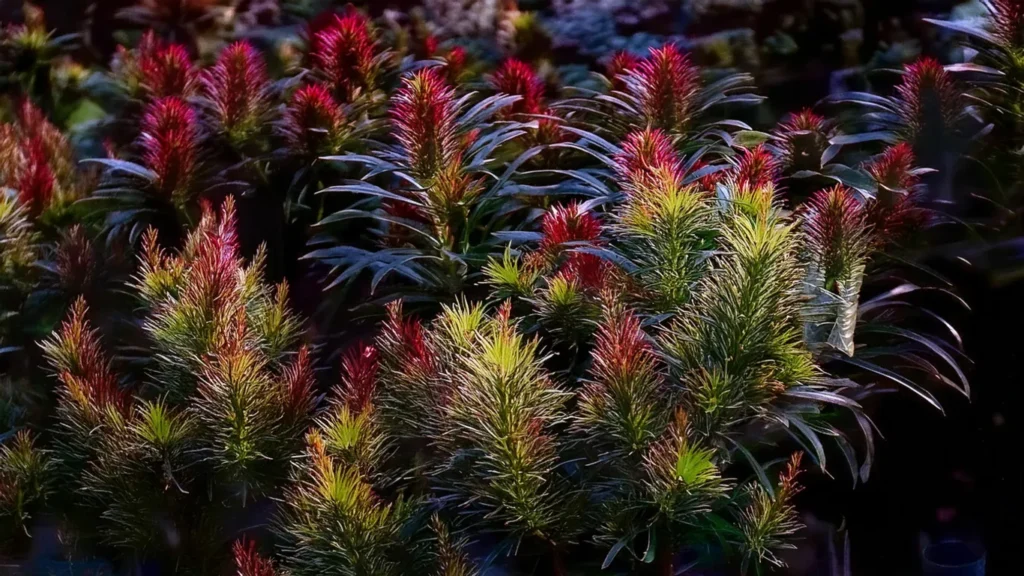  Rotala Rotundifolia