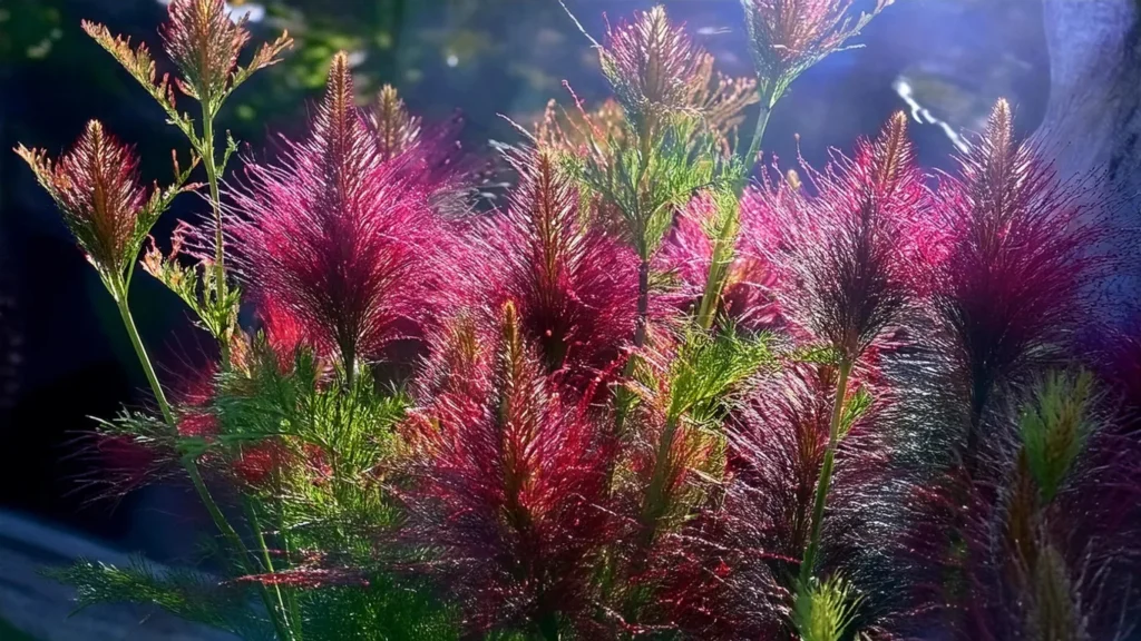  Rotala Rotundifolia