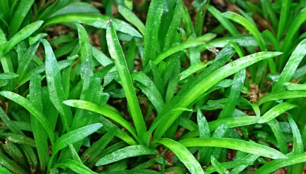 Sagittaria Subulata