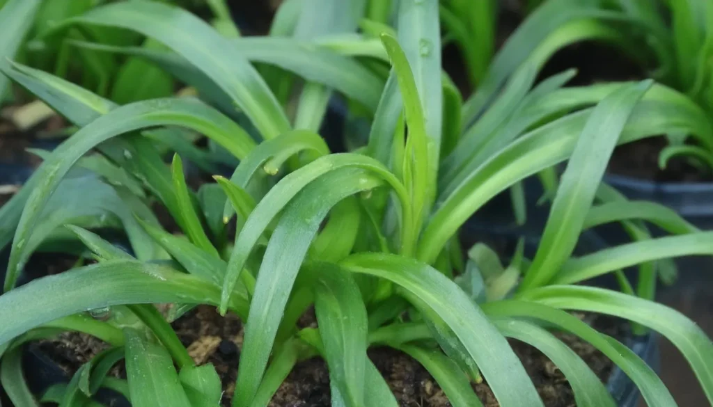 Sagittaria Subulata