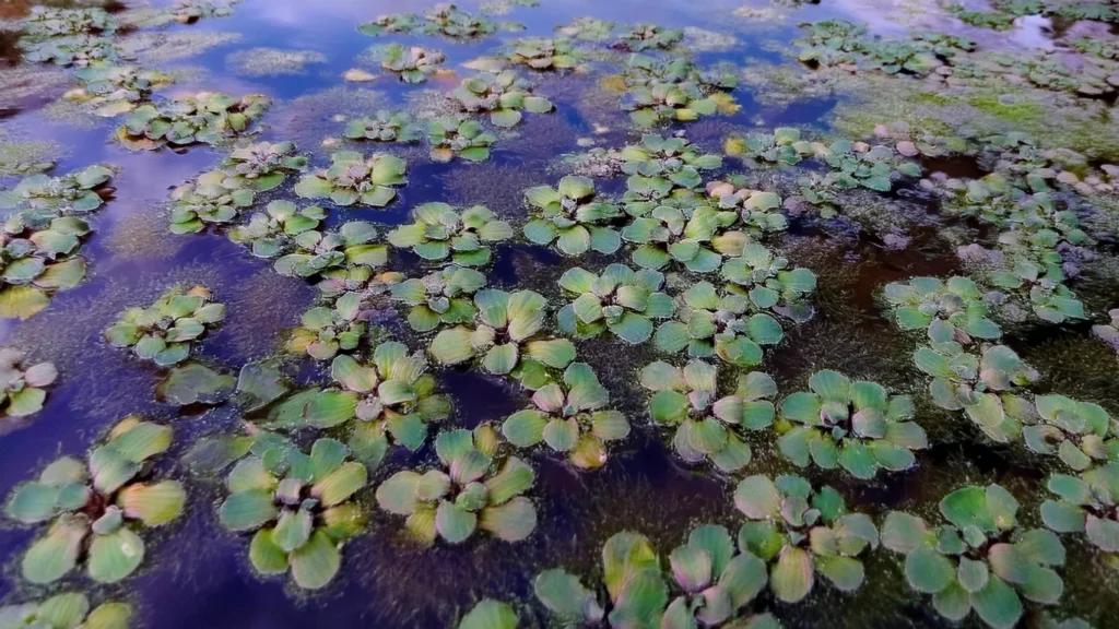 Salvinia Cucullata