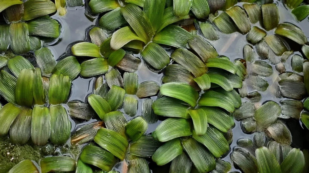  Salvinia Natans