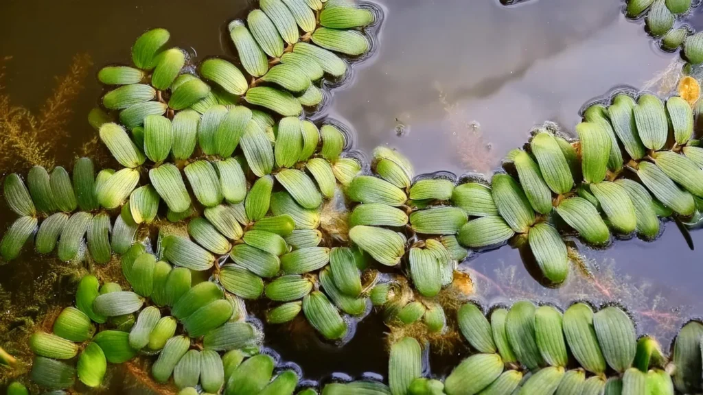  Salvinia Natans