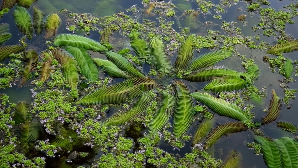  Salvinia Natans