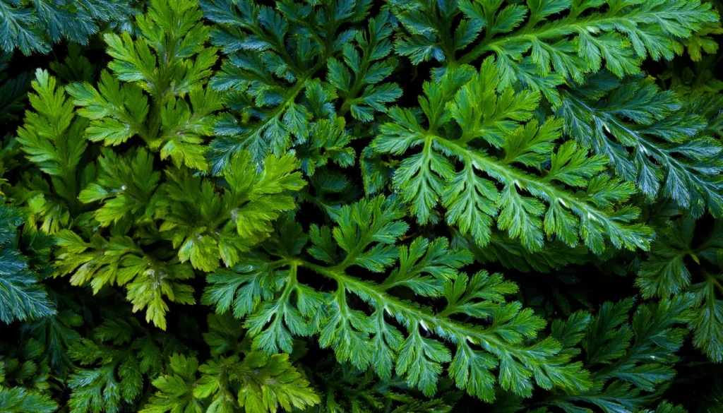 Selaginella Willdenowii