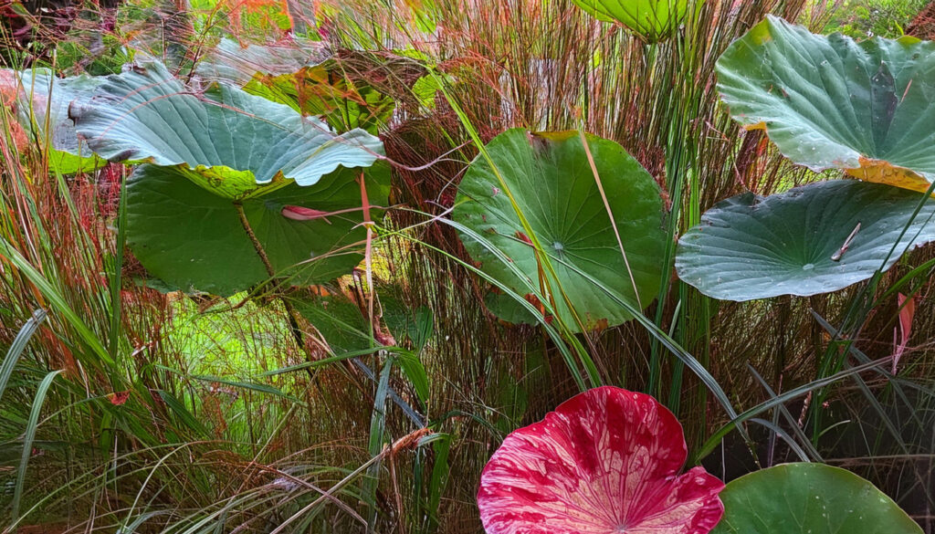 tiger lotus bulbs