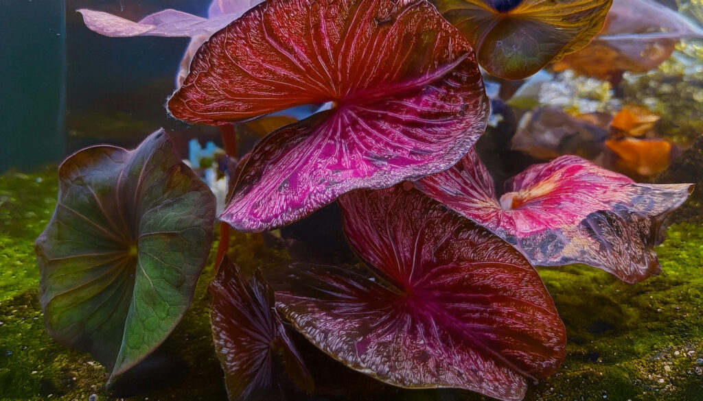 tiger lotus bulbs