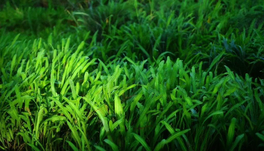 Utricularia Graminifolia